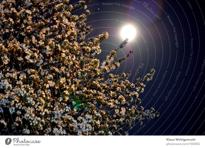 Blossoming apple tree against night sky with full moon Calm Nature Cloudless sky Night sky Stars Moon Spring Emotions Romance Idyll Apple blossom Apple tree