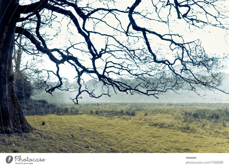 branches Colour photo Subdued colour Exterior shot Deserted Day Environment Nature Landscape Bad weather Storm Fog Rain Tree Meadow Field Threat Dark Creepy