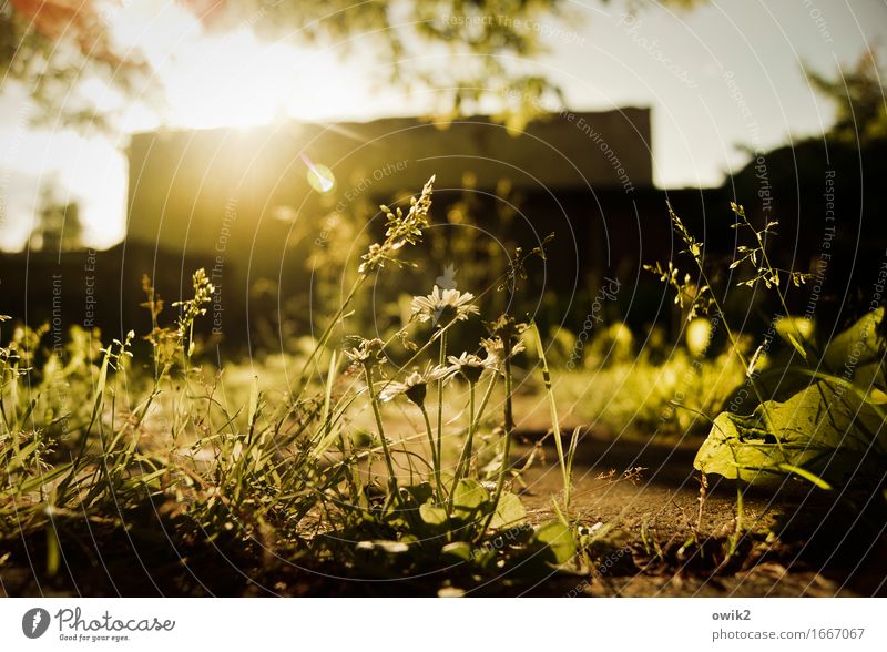 on the ground Environment Nature Cloudless sky Spring Climate Beautiful weather Plant Tree Flower Grass Leaf Blossom Foliage plant Daisy Garden Building