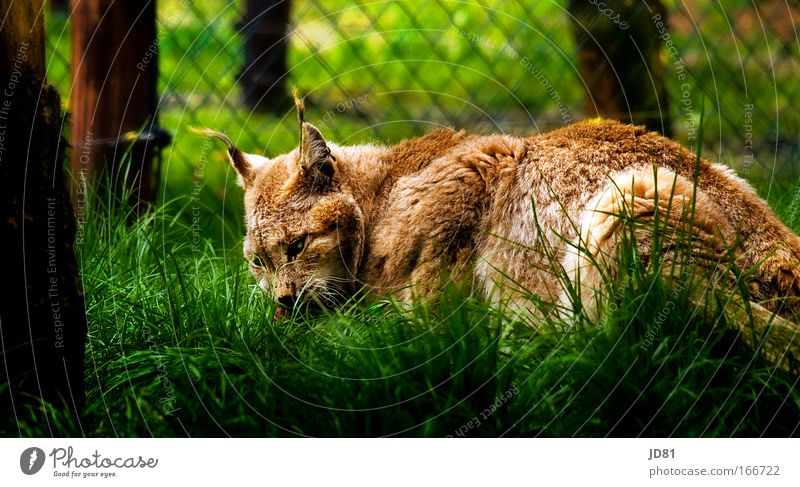 Lynx at lunch Colour photo Multicoloured Exterior shot Close-up Day Contrast Animal portrait Wild animal Cat Animal face Pelt Zoo 1 Observe To feed Listening