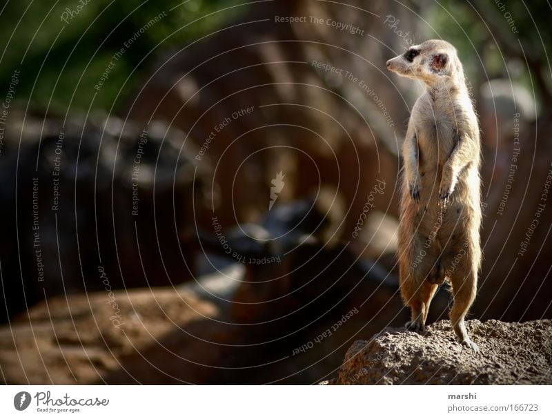 on the lookout, on the lookout... Colour photo Exterior shot Leisure and hobbies Nature Earth Summer Animal Animal face Paw Zoo 1 Observe Stand Exotic Brown Joy