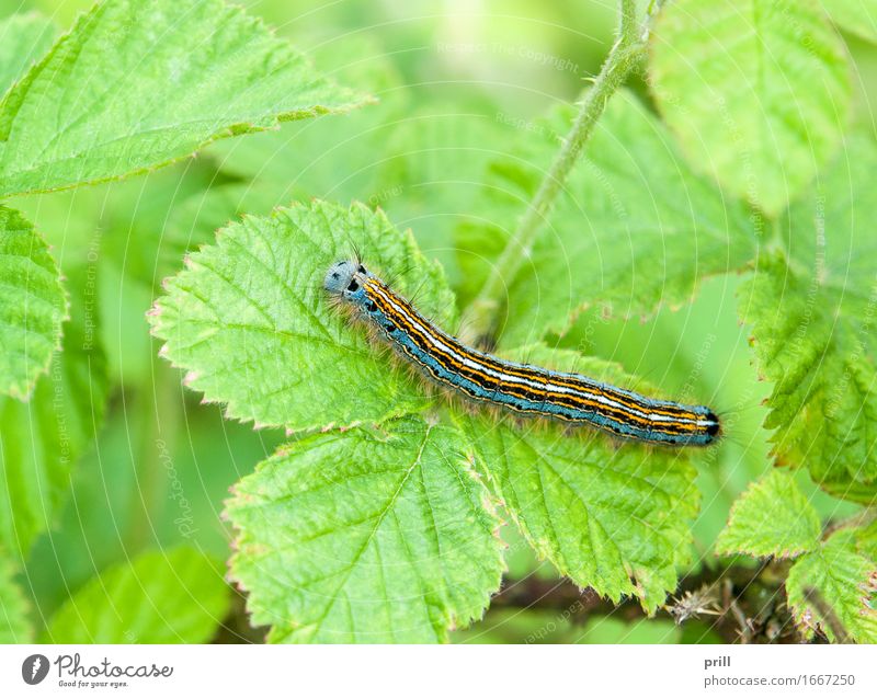 Lackey moth caterpillar Nature Plant Animal Spring Leaf Butterfly Green ringleader ringlet caterpillar malacosoma neustria Insect Striped Botany Unset