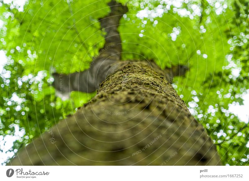 bottom up tree Nature Plant Spring Tree Moss Leaf Forest Wood Under Green flat angle trunk Tree trunk Tree bark Crust Branch Twig sharpness of image Ground