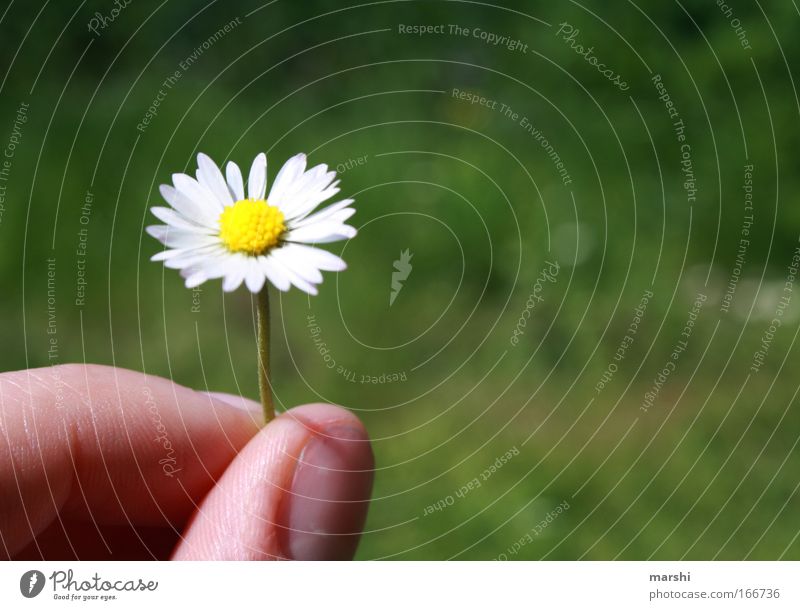 A flower for you Colour photo Exterior shot Shallow depth of field Leisure and hobbies Fingers Nature Plant Flower Grass Meadow Fragrance Beautiful Emotions Joy