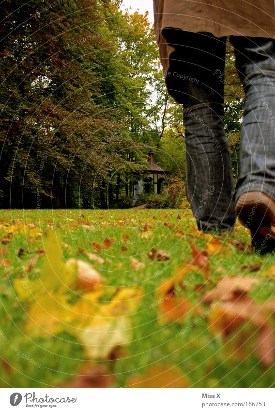 love is gone Colour photo Exterior shot Rear view Masculine Man Adults Legs Feet 1 Human being Nature Autumn Bad weather Grass Leaf Park Meadow Forest Jeans
