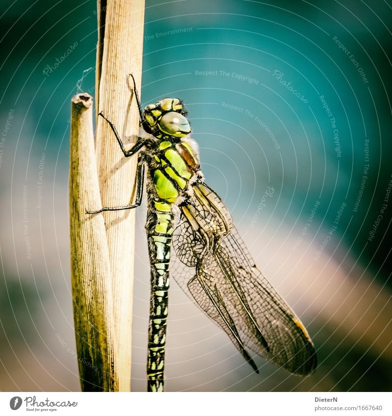 In the light Animal Wild animal Wing 1 Multicoloured Yellow Gold Green Dragonfly Dragonfly wing Colour photo Exterior shot Detail Macro (Extreme close-up)