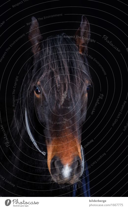 Horse in the photo studio Lifestyle Art Nature Animal Emotions Colour photo Studio shot Portrait photograph Looking into the camera