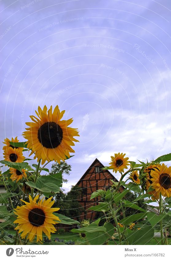 Hello summer sun and sunflowers Colour photo Multicoloured Deserted Copy Space top Garden Plant Sun Summer Beautiful weather Flower Blossom Park Meadow Hut