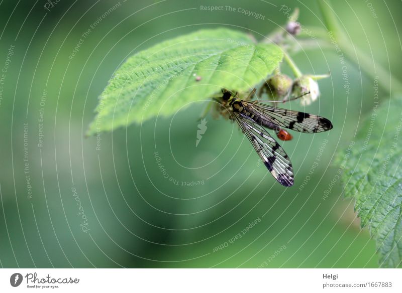 scorpion fly Environment Nature Plant Animal Spring Leaf Bud Forest Wild animal Fly 1 To hold on Esthetic Beautiful Uniqueness Small Natural Gray Green Black