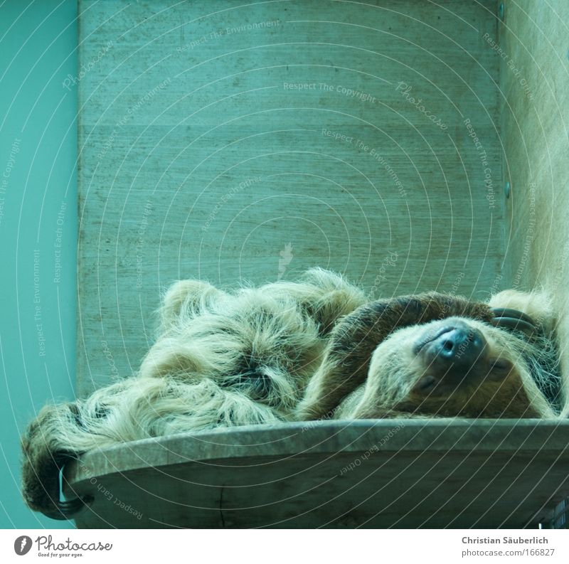 Life is beautiful Colour photo Interior shot Copy Space top Artificial light Long shot Closed eyes Animal Wild animal Zoo Sloths 1 Old Fitness To enjoy Sleep