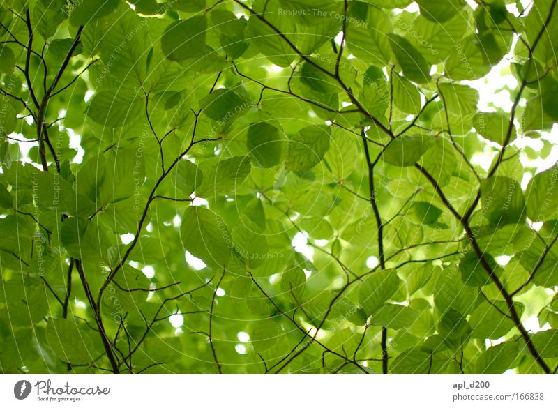 leaf salad Colour photo Exterior shot Deserted Hiking Nature Sky Spring Leaf Wild plant Esthetic Fresh Sustainability Beautiful Warmth Brown Green Black Day