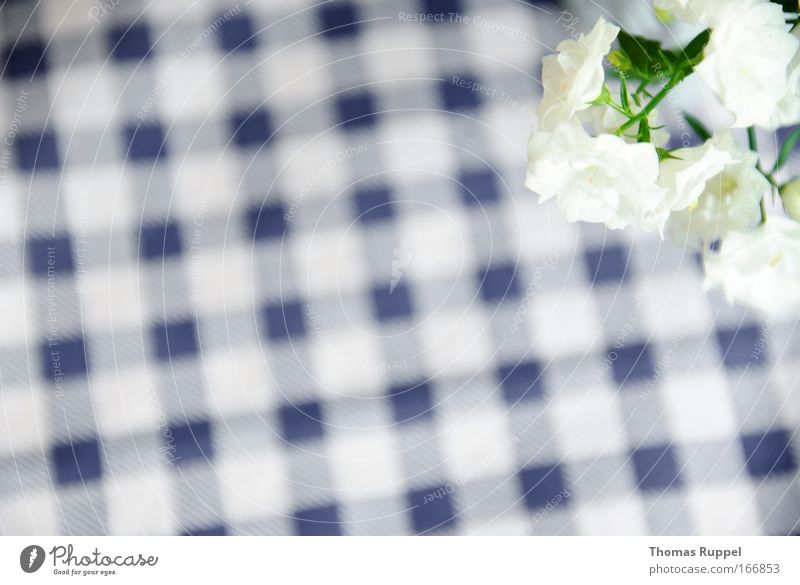 check flowers Colour photo Deserted Copy Space left Bird's-eye view Plant Flower Blossom Foliage plant Pot plant Blue Green White Pattern Checkered Tablecloth