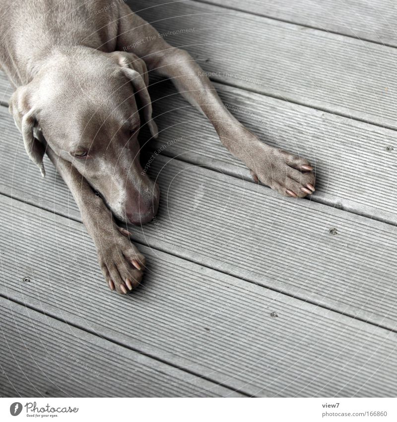 break Animal Dog 1 Relaxation To enjoy Lie Sleep Dream Sadness Simple Gray Serene Patient Calm Weimaraner Hound Paw Snout Colour photo Subdued colour