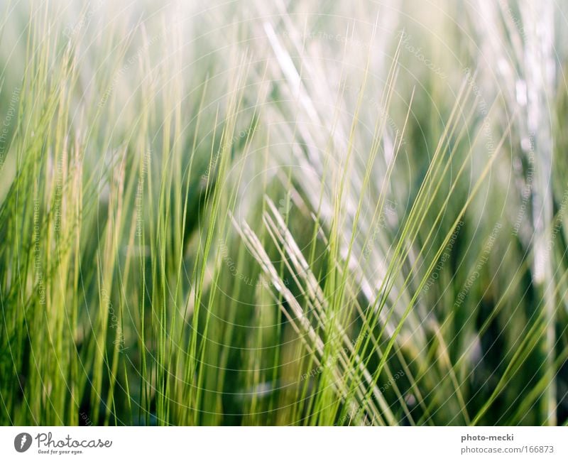 green grass Nature Spring Plant Grass Meadow Fresh Green White Colour photo Exterior shot Detail Contrast Blur Shallow depth of field Blade of grass Day