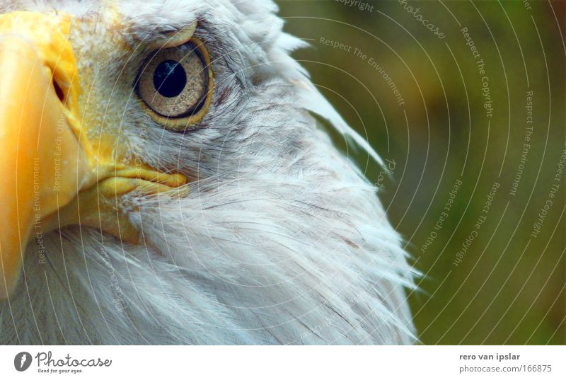 Sam Colour photo Exterior shot Day Animal portrait Looking into the camera Bird Eagles eyes 1 Glittering Threat Watchfulness Independence Surveillance