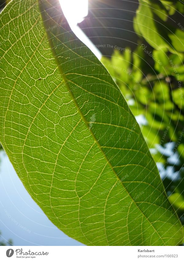caressing the leaves during the process of shining. Beautiful Life Harmonious Summer Sun Nature Plant Sunlight Leaf Environment Fresh Photosynthesis Walnut leaf