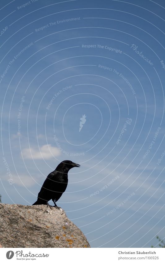 Quoth the raven, Nevermore. Colour photo Exterior shot Deserted Copy Space top Day Silhouette Animal Wild animal Bird Wing Raven birds 1 Bright background