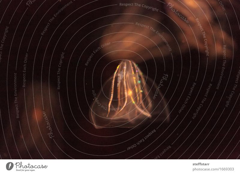 Comb jelly Phylum Ctenophora Animal Pet Wild animal Jellyfish Aquarium 1 Yellow Gold Orange Black Colour photo Multicoloured Macro (Extreme close-up)