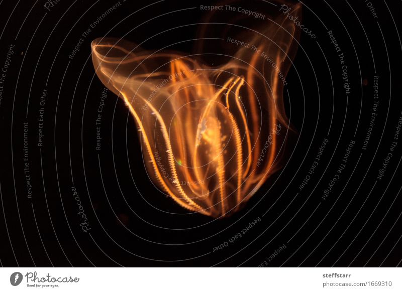 Comb jelly Phylum Ctenophora Ocean Animal Pet Wild animal Jellyfish 1 Yellow Gold Orange Black Colour photo Multicoloured Macro (Extreme close-up)