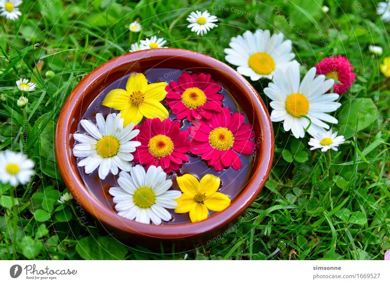 colorful flowers on a meadow in water bowl Happy Alternative medicine Wellness Spa Summer Sun Friendship Water Spring Grass Meadow Characters Bright Yellow
