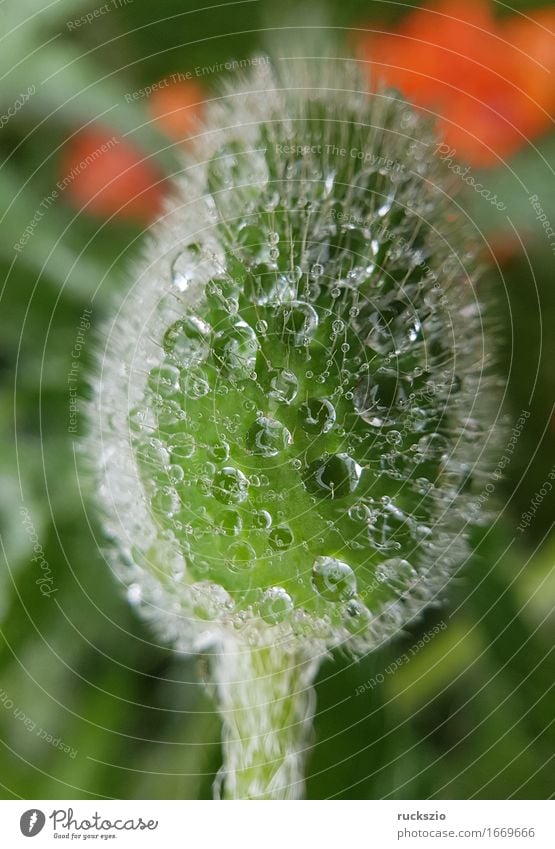 dewdrops; weed; water; structure; dew; raindrops Nature Water Drops of water Leaf Esthetic Wet Dew mist drops Pearl taupe droplet tautropepfe mist droplet