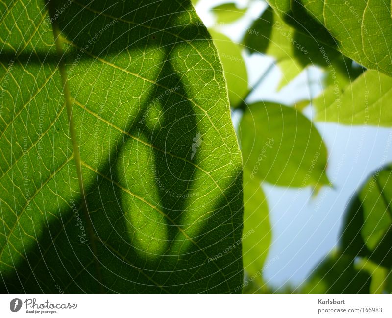 out in your shadows. active treetops. Design Life Relaxation Summer Sun Gardening Environment Nature Sky Sunlight Spring Beautiful weather Tree Leaf Hang