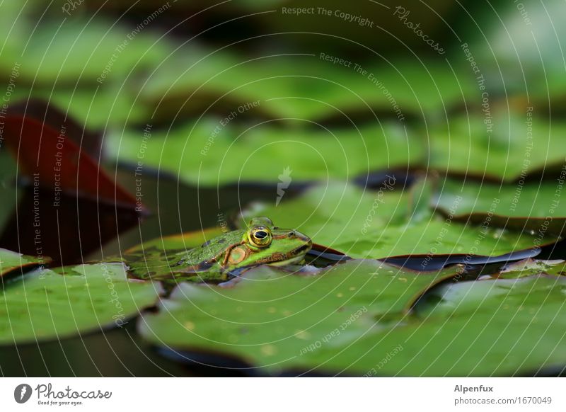 worm's-eye view Environment Nature Water lily pond Water lily leaf Pond Animal Frog 1 Observe Kissing Looking Wet Green Water frog Colour photo Exterior shot