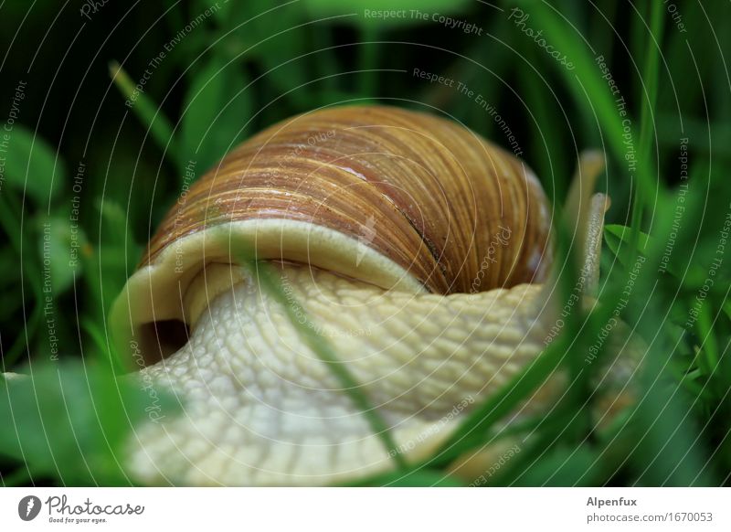 And bye-bye. Environment Nature Grass Garden Park Meadow Animal Snail 1 Crawl Slimy Brown Green Environmental protection Vineyard snail Large garden snail shell