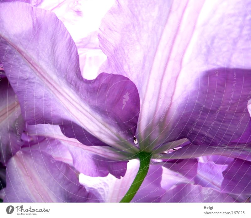 Close-up of petals of a purple clematis flower Colour photo Exterior shot Detail Deserted Day Back-light Environment Nature Plant Spring Beautiful weather