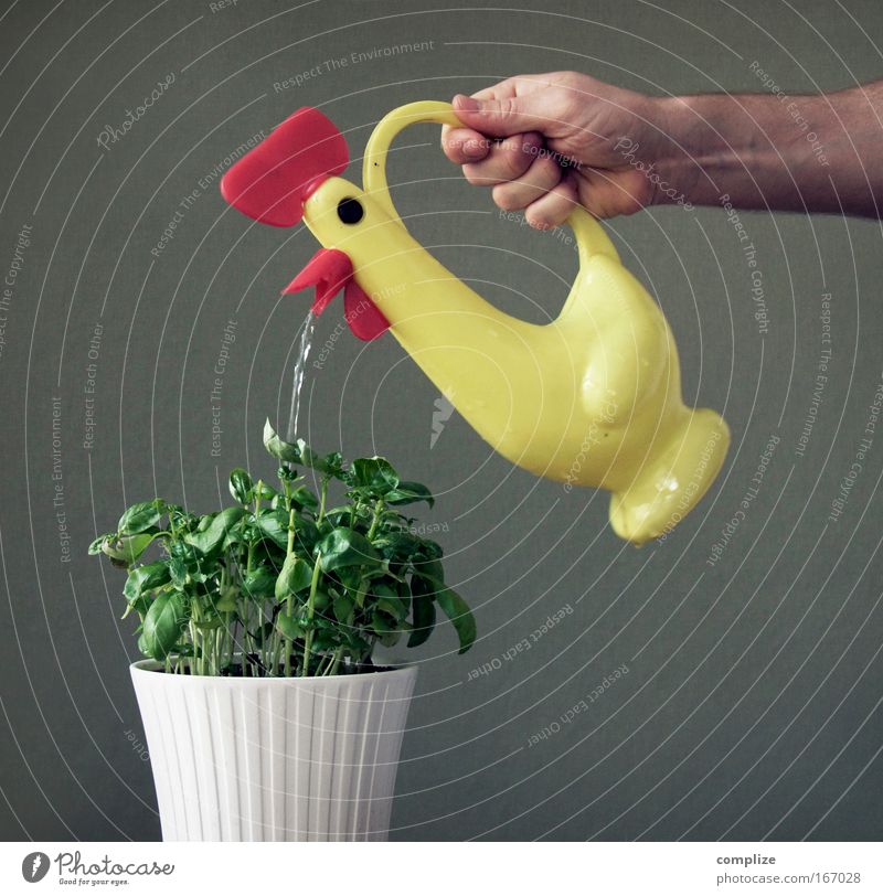 farm animal Human being Masculine Man Adults Hand 1 Foliage plant Pot plant Farm animal Animal Toys Watering can Blossoming To dry up Growth Fragrance Muscular