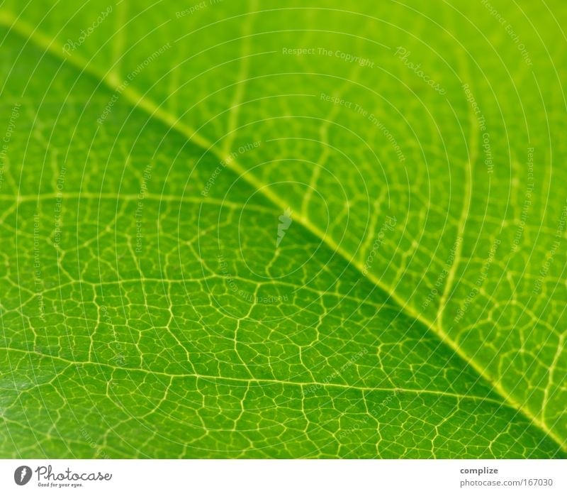 The Greens Colour photo Exterior shot Detail Macro (Extreme close-up) Structures and shapes Shadow Contrast Silhouette Sunlight Back-light Beautiful Summer