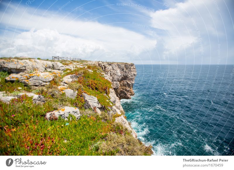 coastal meadow Environment Nature Landscape Water Sky Clouds Blue Brown Yellow Green Black Turquoise White Algarve Portugal Vacation & Travel Coast Cliff Flower