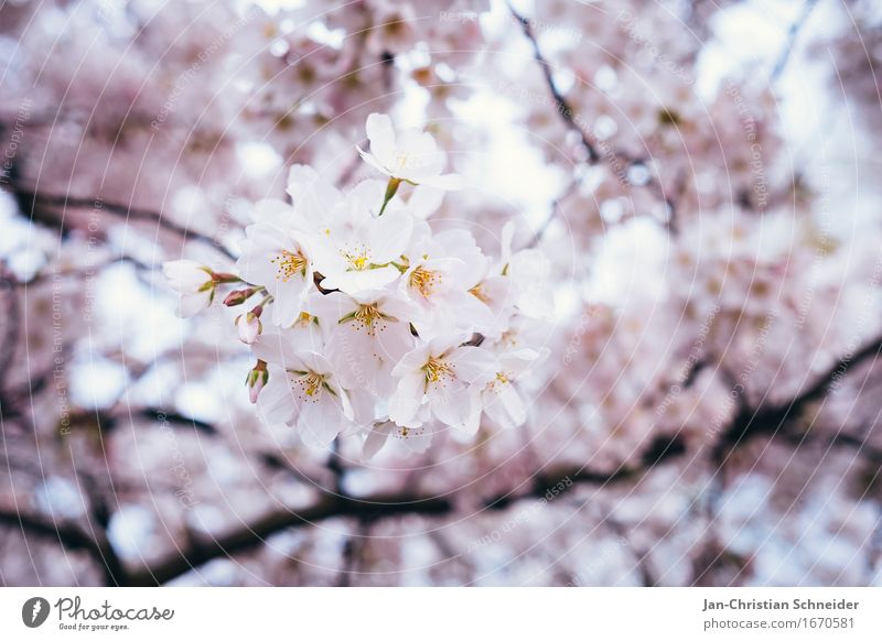 Cherry Elegant Relaxation Environment Spring Tree Flower Blossom Cherry blossom Garden Park Health care Wellness Colour photo Detail Deserted