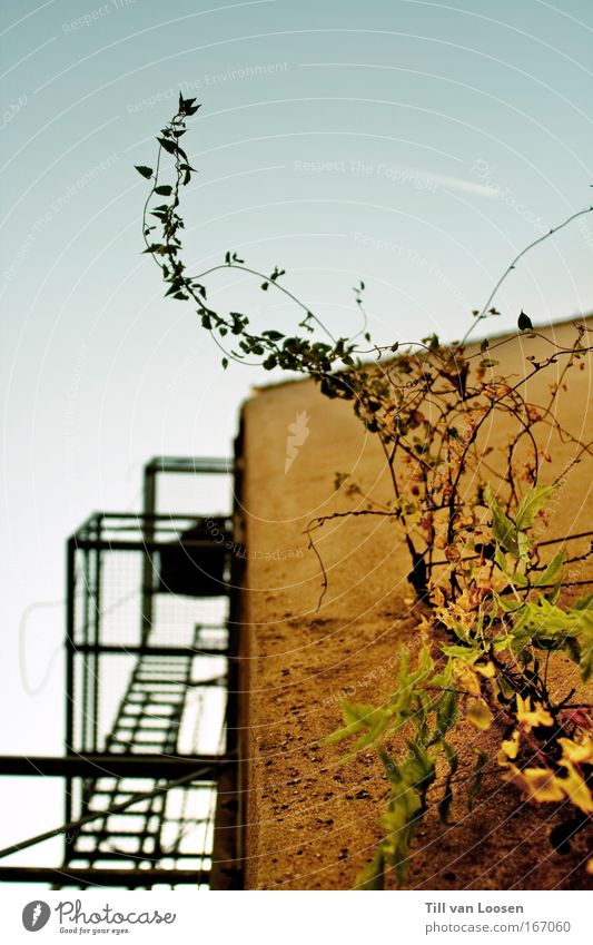 escaping mankind Colour photo Exterior shot Deserted Copy Space top Day Upward House (Residential Structure) Plant Sky Cloudless sky Foliage plant High-rise