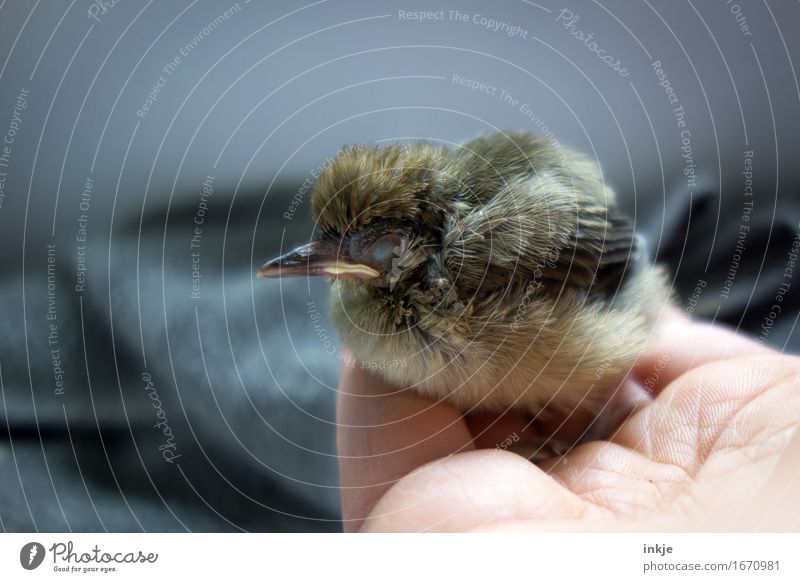 fall asleep Hand Wild animal Bird Young bird Blackbird 1 Animal Baby animal Crouch Sleep Small Cute Emotions Trust Protection Safety (feeling of)