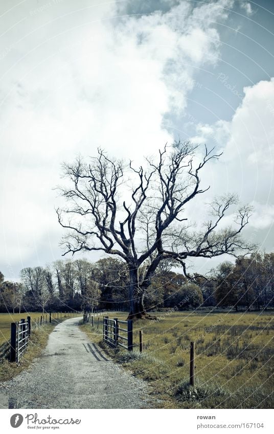 scarecrow Colour photo Exterior shot Deserted Copy Space top Landscape Tree Field Threat Dark Creepy Gloomy Death Branchage Lanes & trails To go for a walk
