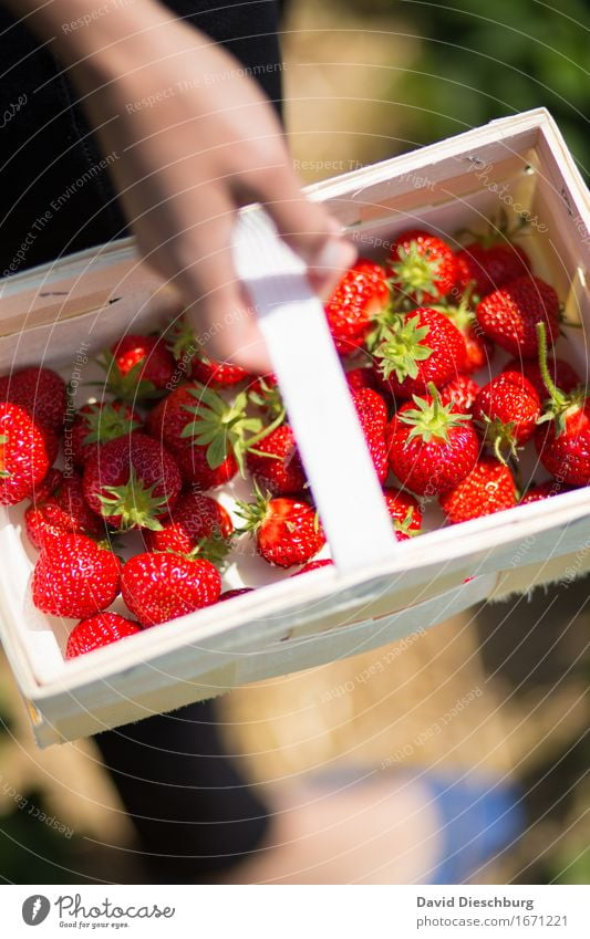 Collector II Fruit Nutrition Organic produce Vegetarian diet Agriculture Forestry Hand Nature Spring Summer Beautiful weather Plant Field Green Red Strawberry