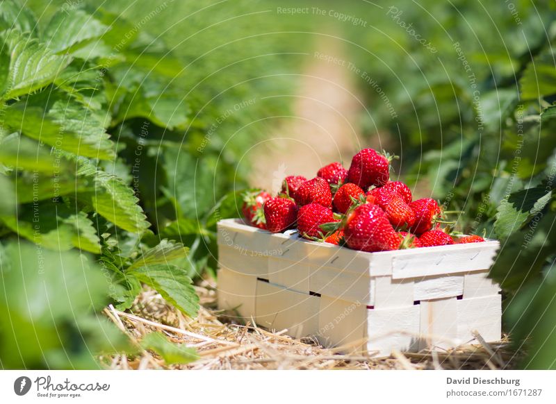strawberry season Food Fruit Nutrition Picnic Organic produce Vegetarian diet Finger food Nature Spring Summer Beautiful weather Plant Leaf Foliage plant Field