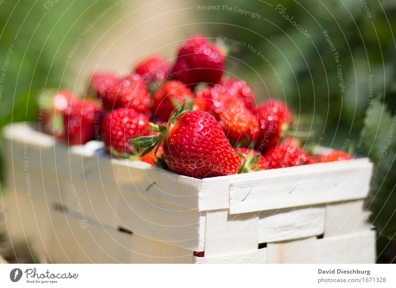 Cotton Strawberries Strawberry Patch Fruit Food Picnic Garden