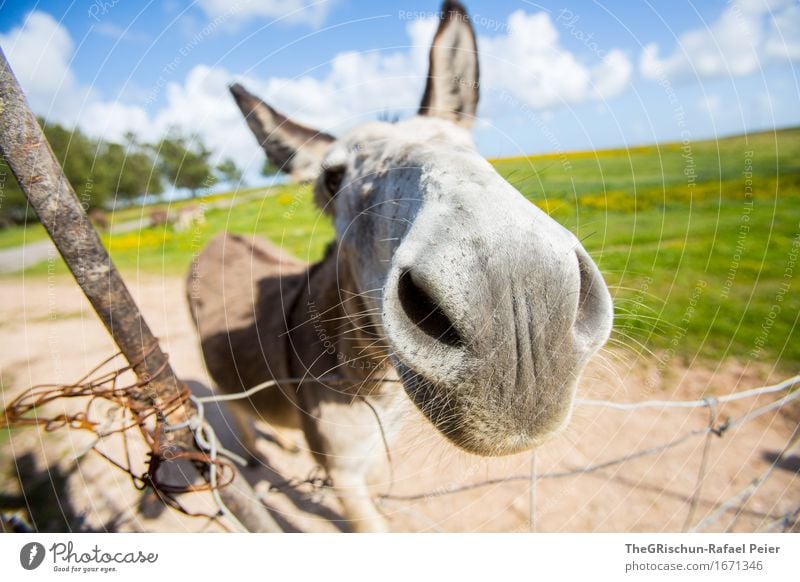 El Burro 4 Animal Farm animal 1 Blue Brown Gray Black Silver White Donkey Dog-ear Curiosity Mammal Grass Pasture To feed Snout Nostril Ear Sky Clouds