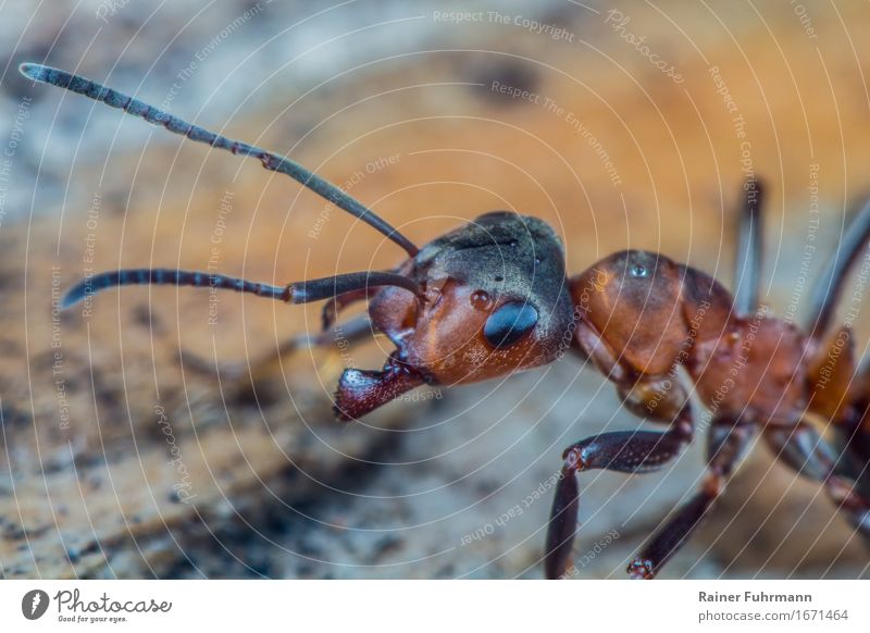 Portrait of a red wood ant Animal Forest Wild animal "Ant Waldameise Red Ant" 1 Aggression Small Nature "Worker amass state Group intelligence" Colour photo