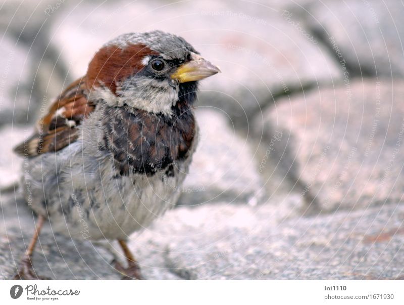 Eye contact with a sparrow Marketplace Wild animal Bird Animal face Sparrow 1 Cute Brown Yellow Gray Black White Nature Beak Eyes Feather Individual Beg