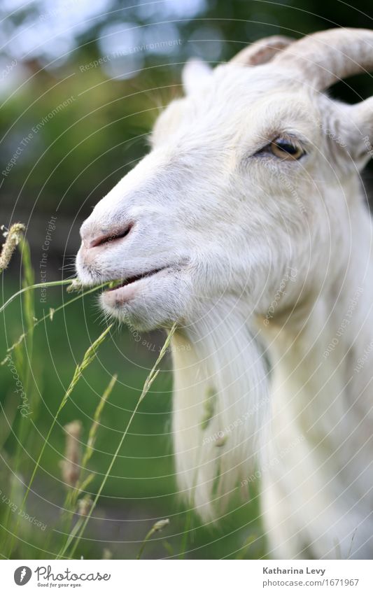 y3 Summer Grass Animal Pet Farm animal Goats Pelt Antlers 1 Cool (slang) Natural Cute Soft Green White Love of animals Peaceful Serene Environmental protection