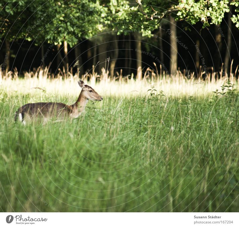A little deer stands in the woods. . . Colour photo Exterior shot Deserted Copy Space left Copy Space right Copy Space top Copy Space bottom Evening Twilight