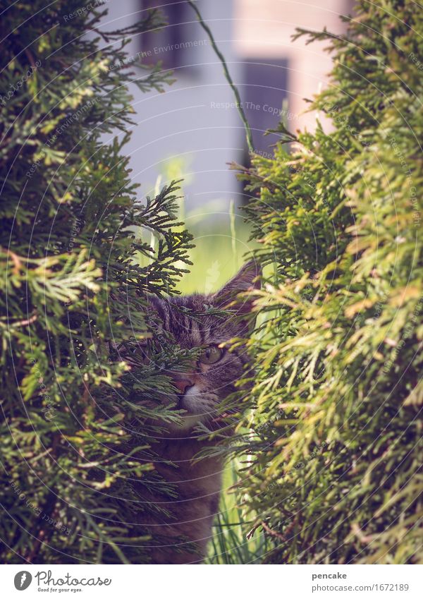 see but not be seen Bushes Garden Park Animal Pet Cat 1 Observe Tabby cat Hiding place Camouflage Hide Colour photo Exterior shot Close-up Detail Light Shadow