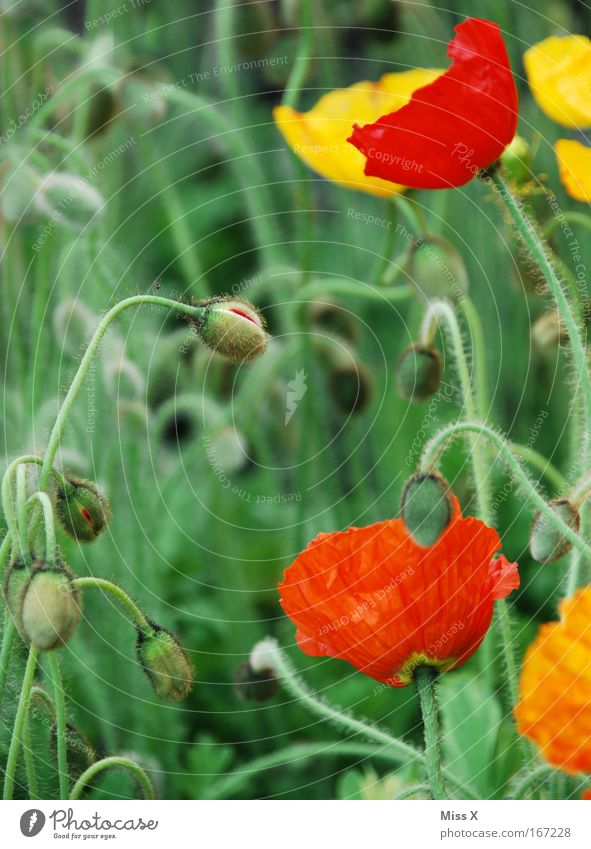 poppy Colour photo Multicoloured Exterior shot Close-up Detail Shallow depth of field Nature Plant Flower Blossom Wild plant Pot plant Meadow Field Growth Green
