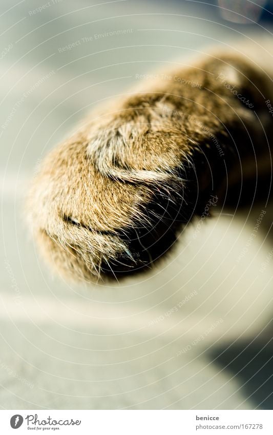 cat's paw Cat Domestic cat Paw Pelt Macro (Extreme close-up) Detail Close-up Animal lamb's nose Threat Beautiful Sweet Cute Cat's paw