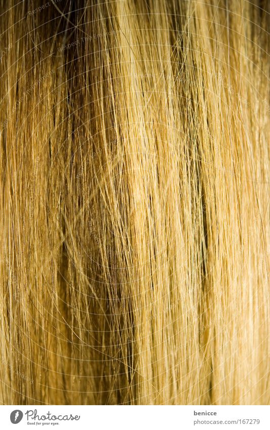 hairy Hair and hairstyles Smoothness Blonde Strand of hair Thread-like Close-up Background picture Detail Brown Hair colour Colour