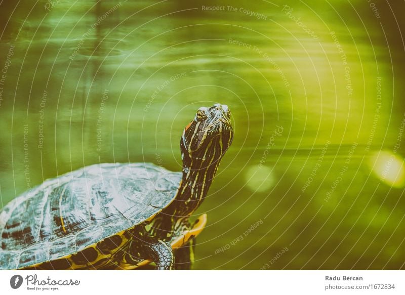 Pond Turtle Heating In The Sun On Rock In Lake Water Nature Animal Wild animal Animal face 1 Green Tortoise Portrait photograph Animal portrait Close-up