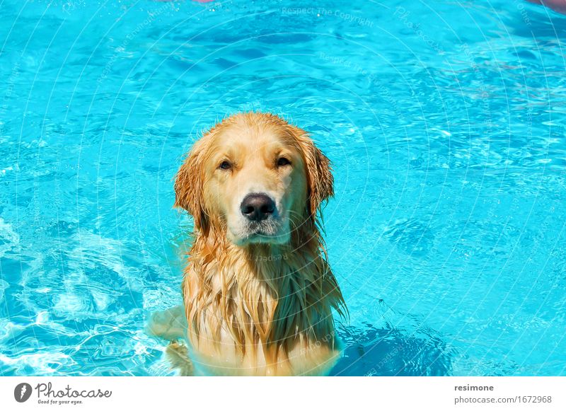 Dog taking a bath in a pool on summer time Joy Happy Face Life Swimming pool Playing Summer Laboratory Friendship Animal Fur coat Pet Wet Cute Blue Brown Yellow